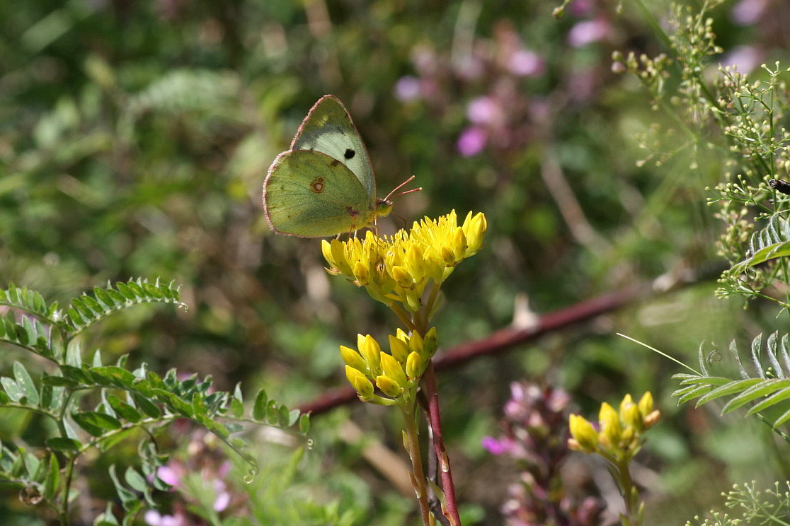 Colias psicomone?